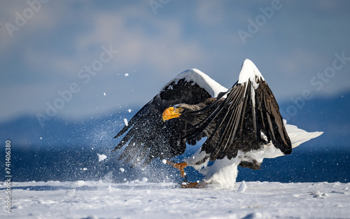 Steller's sea eagle landing on snow, Hokkaido, Japan photo