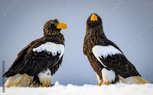 Steller s sea eagles  Hokkaido  Japan