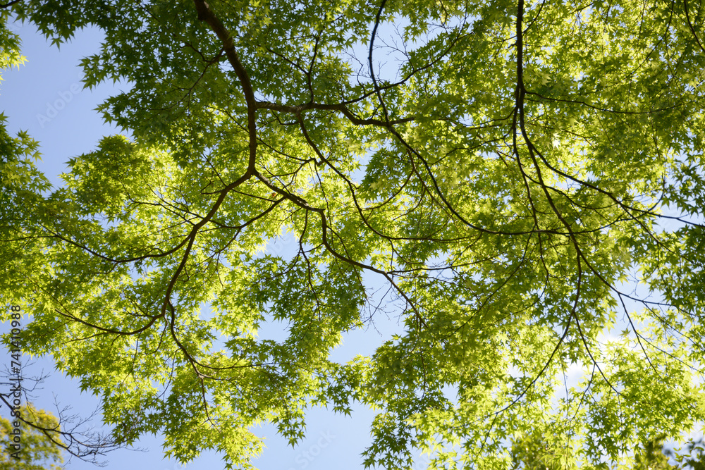 Obraz premium 新緑のカーテン 若もみじ