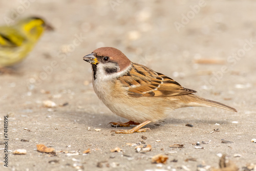 Eurasian tree sparrow is perched on the ground and eating sunflower seeds © Damyan Petkov