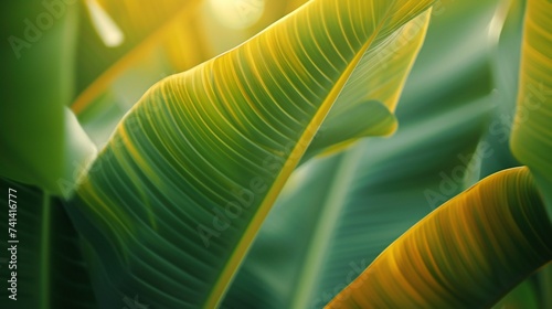 Extreme close-up captures the tranquil ambiance of banana leaves swaying gently in tropical breezes.