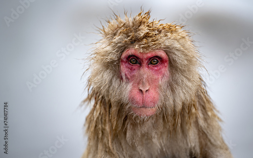 Female Japanese macaque (snow monkeys), in Hell's Valley, Japan
