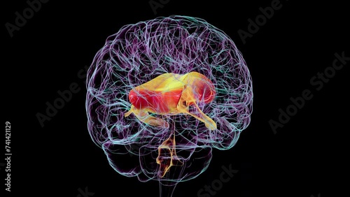 3D animation showcases rotating human brain highlighting corpus callosum, connecting brain hemispheres, and ventricles, adjacent to the corpus callosum, vital for cerebrospinal fluid circulation. photo
