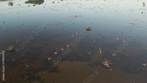 Aerial view of Telchac Beach with pink flamingos, Yucatan, Mexico. photo