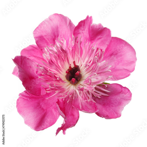 Beautiful pink peony flower isolated on white background.