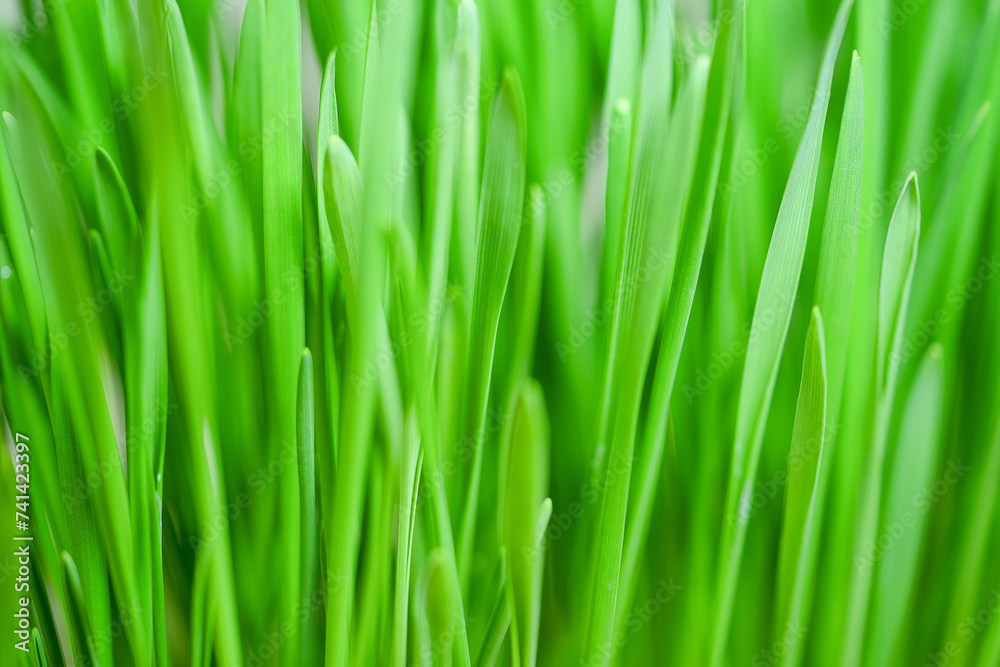 Spring juicy young green grass. Grass Background. Beautiful close-up image of young green grass Spring juicy young green grass. Grass Background. Beautiful close-up image of young green grass