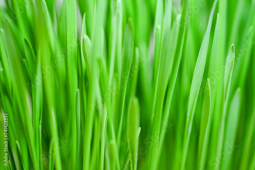 Spring juicy young green grass. Grass Background. Beautiful close-up image of young green grass