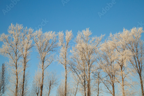 Snow-covered poplars trees branches against a blue sky.