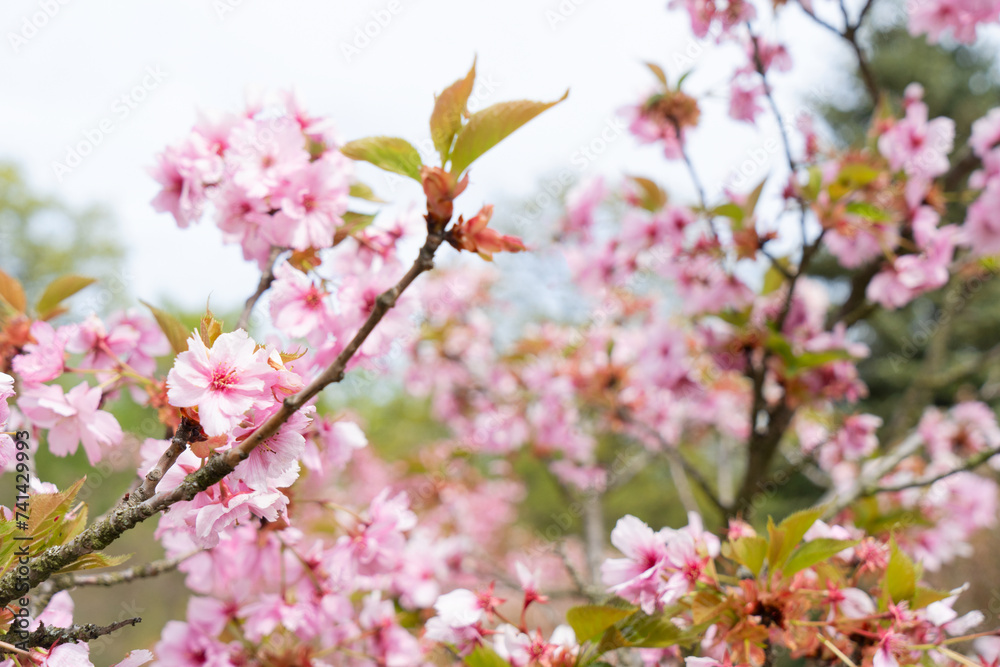 Fototapeta premium Cherry tree blossoming tree close up, pink cloud of flowers, copy space on sky
