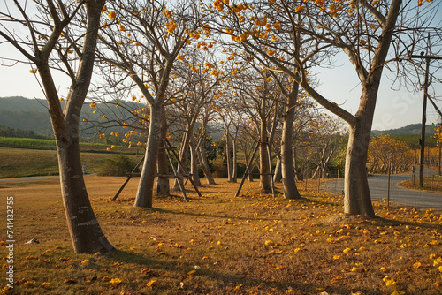 Cochlospermum regium Tree photo