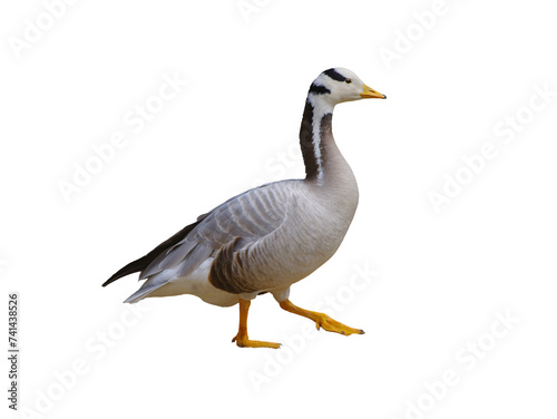 anser indicus goose isolated on white background