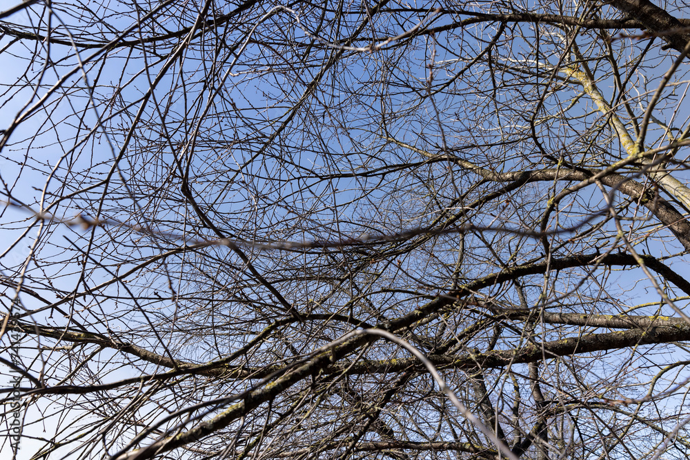 Bare trees in sunny spring weather, bare deciduous trees Bare trees in sunny spring weather, bare deciduous trees