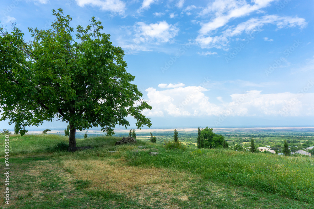 View of Tibaani village and Alazani valley. Green and yellow grass, huge tree, bright blue sky and clouds.