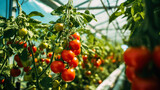 Ripe red tomatoes cluster in greenhouse. Vegetable on organic farm concept . Generative AI
