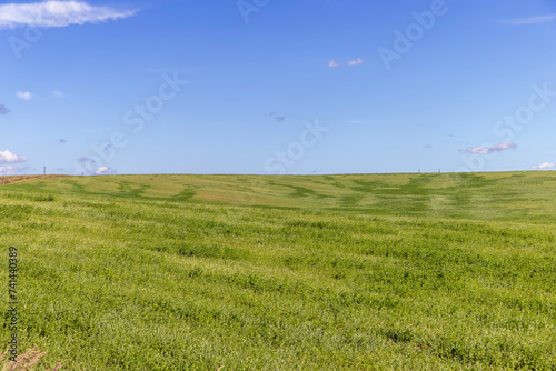 a field with green grass in the summer season