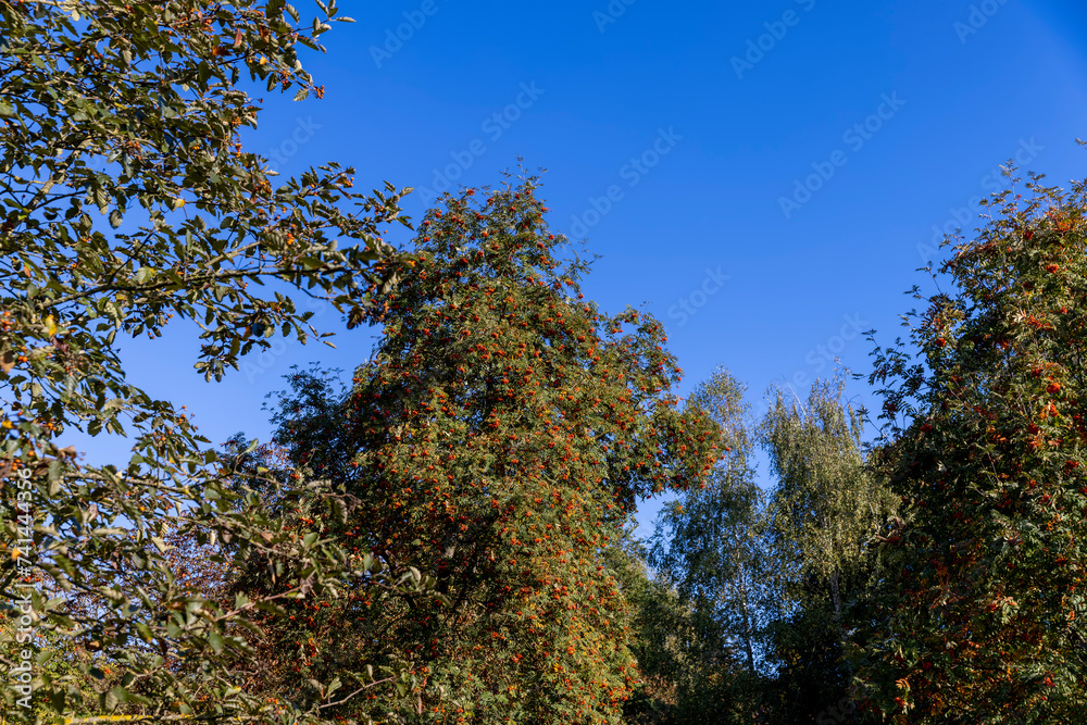 autumn changes on rowan trees on a sunny day autumn changes on rowan trees on a sunny day