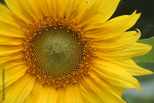 sunflower close up © Alex