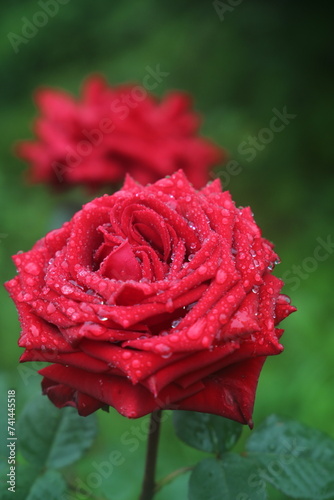 red rose with water drops © Alex