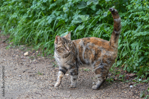 Fotografie Alert Tabby Cat Walking on Gravel Path by Green Bushes