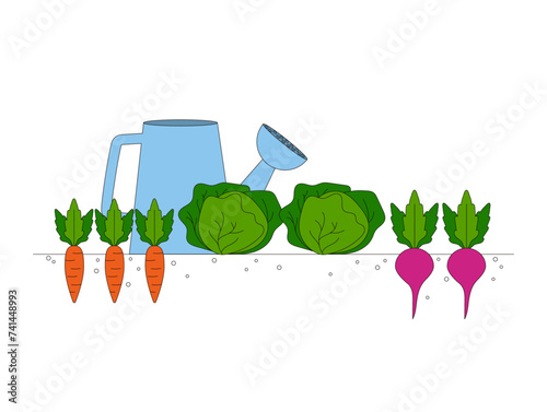Gardening. Harvesting. Carrots, cabbage, beets. Grown vegetables. Vector graphic.