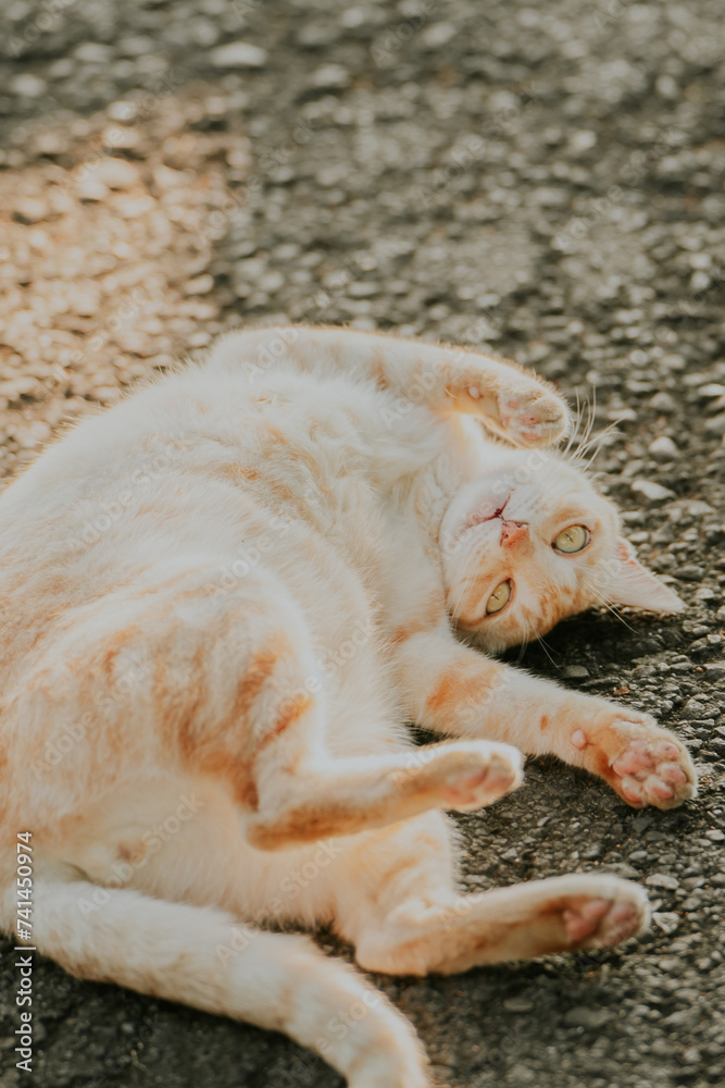 Ginger cat flop its belly Ginger cat flop its belly