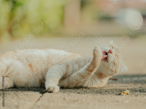 Ginger cat licking its paw
