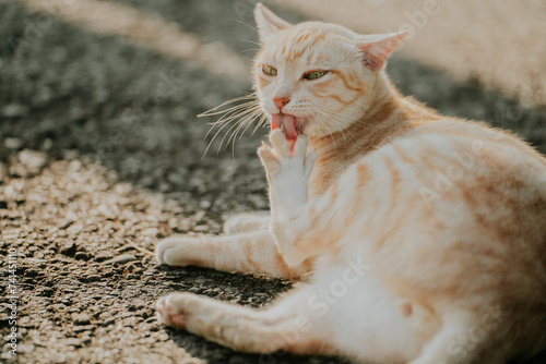 ginger cat licking its paw