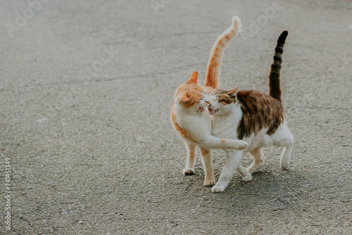 cats walking and fighting
