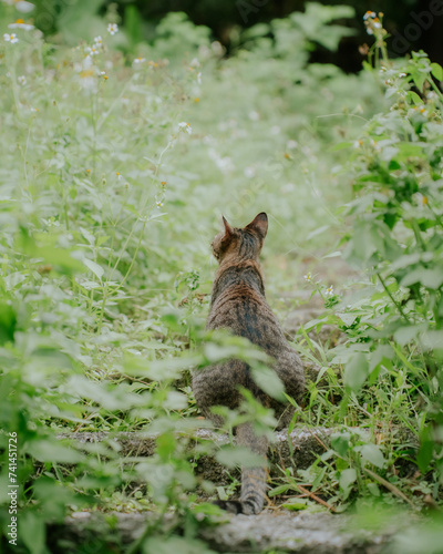 cat in the forest