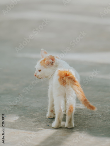 Lonely mini kitten look back