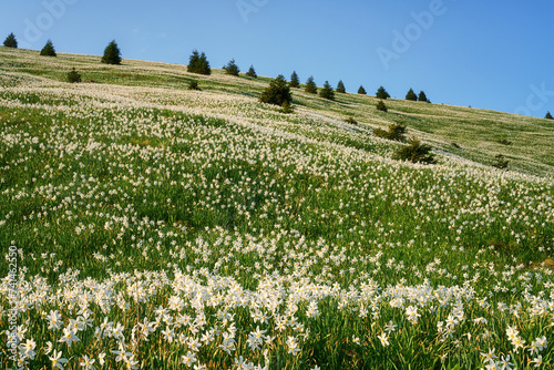 Blossom of white daffodil flowers on Golica mount  Slovenia  Karavanke mountains. Amazing nature  spring landscape with flowering slope  stunning alpine peaks and clouds  outdoor travel background