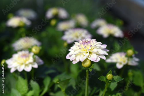 Spring. White and purple flowers