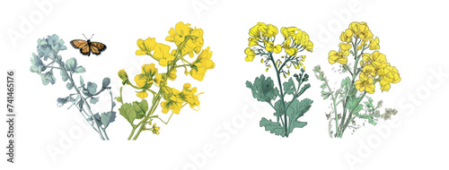 Colorful yellow canola flower and sketch of rapeseed, nature botanical decorative collection. Vector illustration isolated collection tropical leaf set