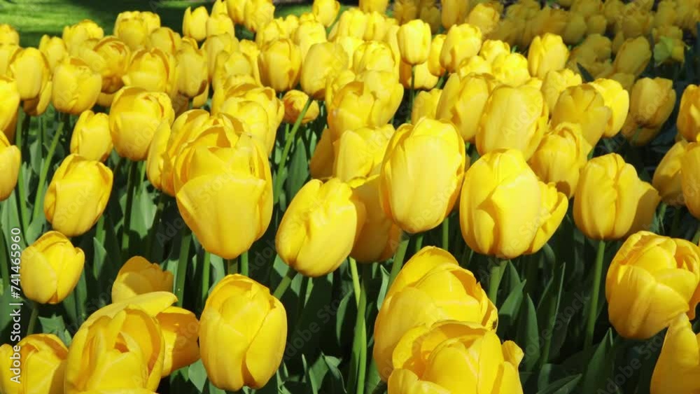 Yellow tulips growing on a field close-up. Concept gardening, growing, flowers, farmer, agronomist, hobby, bulbs, planting material, seeds, business, tourism, park, Europe, Keukenhof, season, Holland. Yellow tulips growing on a field close-up. Concept gardening, growing, flowers, farmer, agronomist, hobby, bulbs, planting material, seeds, business, tourism, park, Europe, Keukenhof, season, Holland.