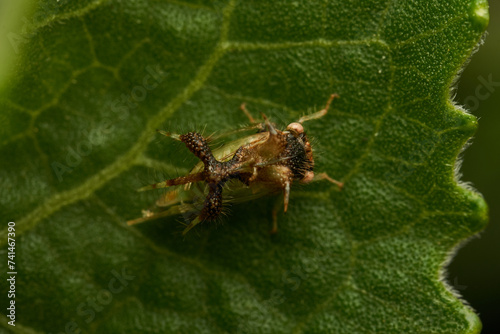 strange insect walking on a green leaf (Cyphonia) photo