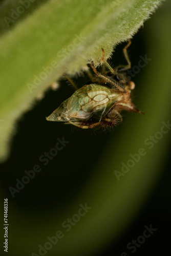 strange insect walking on a green leaf (Cyphonia) photo