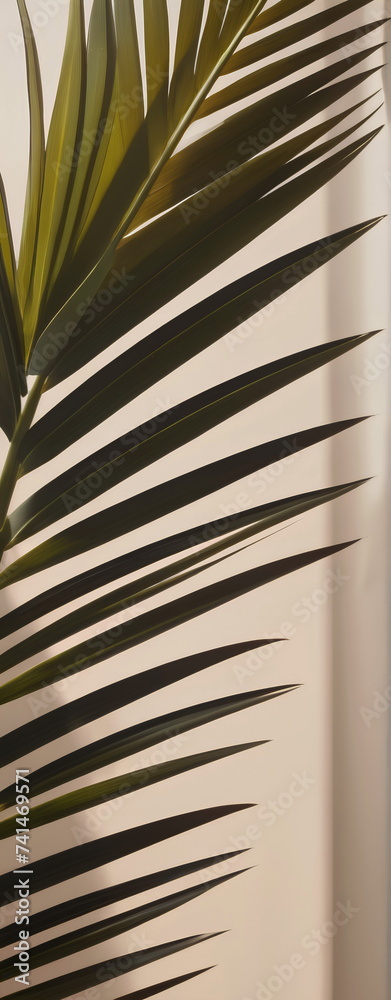 palm leaves background. summer flat lay._02 palm leaves background. summer flat lay._02