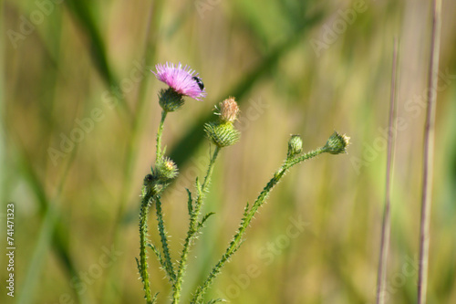 Closeup of spiny plumeless thistle flowers with green blurred background