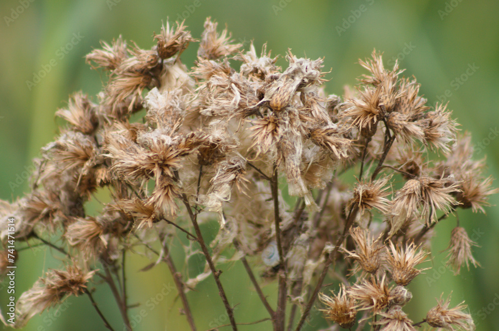 Closeup of brown fluffy creeping thistle seeds with green blurred background Closeup of brown fluffy creeping thistle seeds with green blurred background