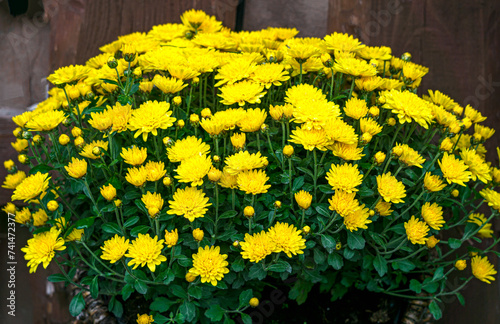 Flower pot with yellow chrysanthemums.