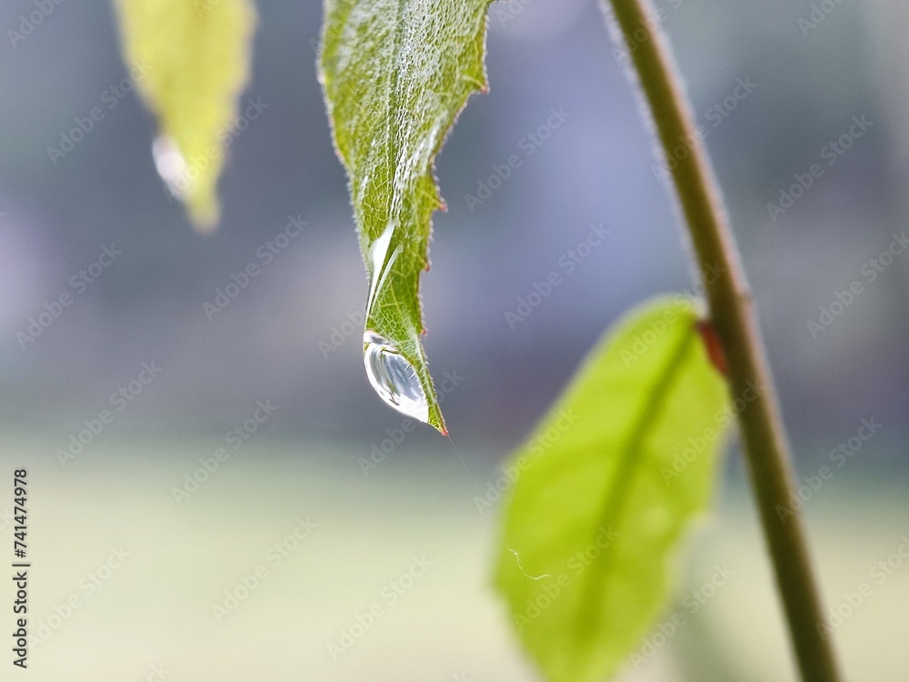 Obraz premium leaf, water, nature, rain, drop, plant, dew, wet, drops, macro, leaves, raindrop, grass, garden, closeup, droplet, flora, fresh, green, environment, spring, texture, summer, liquid, close-up