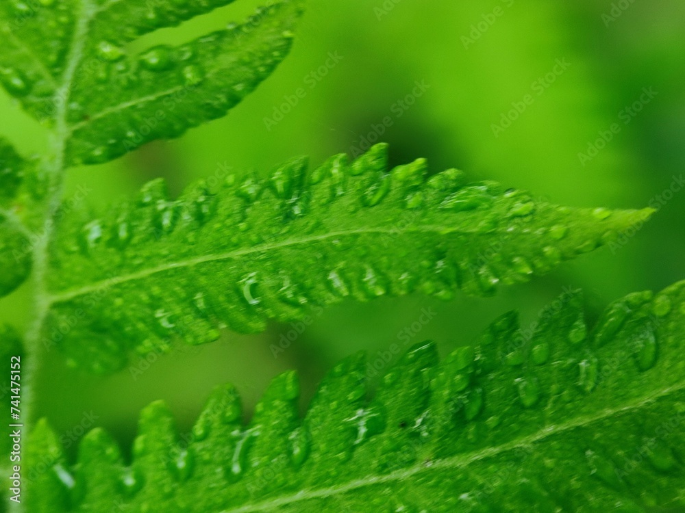 green leaf with water drops