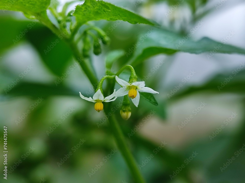 flower, spring, nature, blossom, tree, white, flowers, plant, bloom, garden, branch, beauty, leaf, summer, blooming, apple, cherry, macro, close-up, closeup, season, petal, bud, potato, flora flower, spring, nature, blossom, tree, white, flowers, plant, bloom, garden, branch, beauty, leaf, summer, blooming, apple, cherry, macro, close-up, closeup, season, petal, bud, potato, flora
