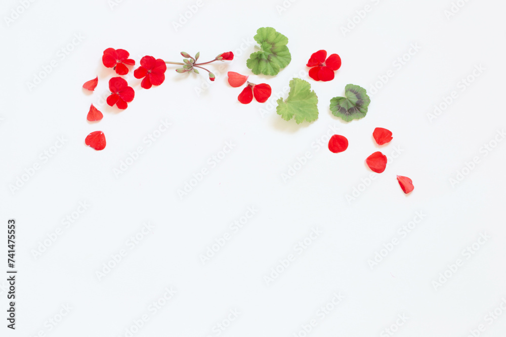 frame of red geranium on white background frame of red geranium on white background