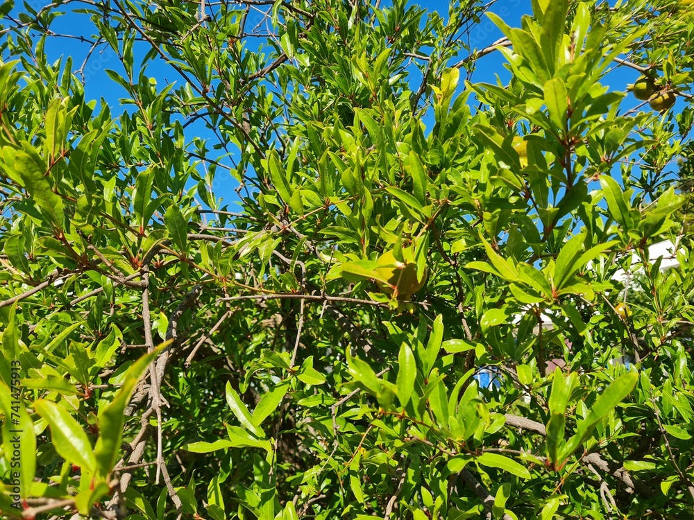 Beautiful view of pomeganate fruits on tree closeup
