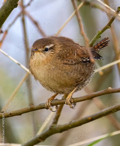 Wren on Branch