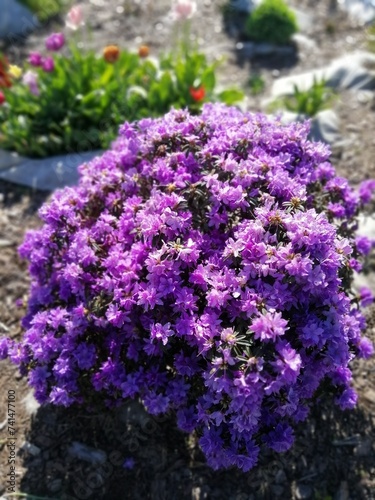 round purple blooming Rhododendron Azurika on a hot summer day in the garden. Spring flowering bushes. Nature wallpaper