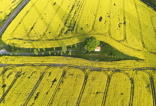 Aerial drone top view fields of rapeseed and wheat with lines on spring or summer day. Nature  landscape.