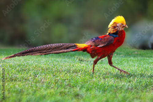 Golden pheasant in wild nature with green background, Chrysolophus, pictus - wildlife