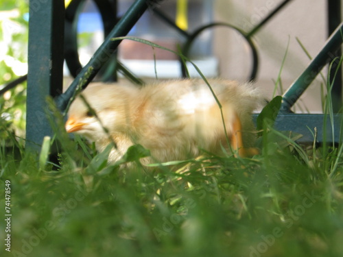 baby Küken im Grünen fressend photo